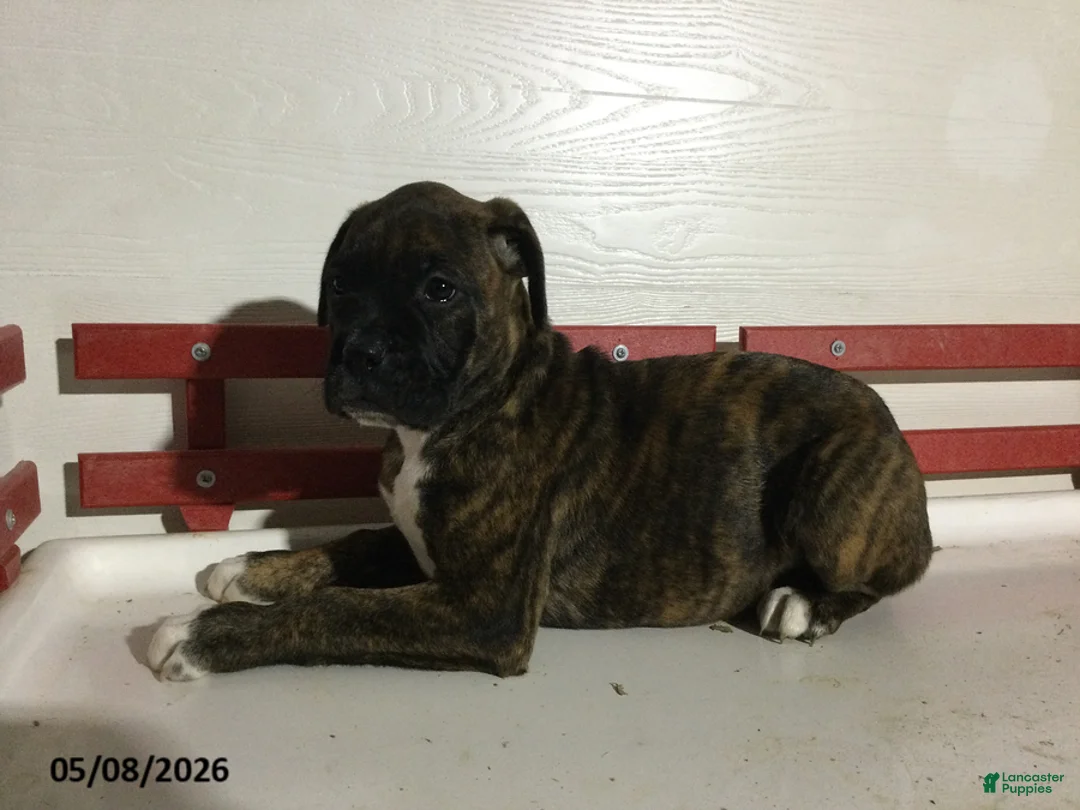 Boxer dogs for sale: Renae - Ad 5