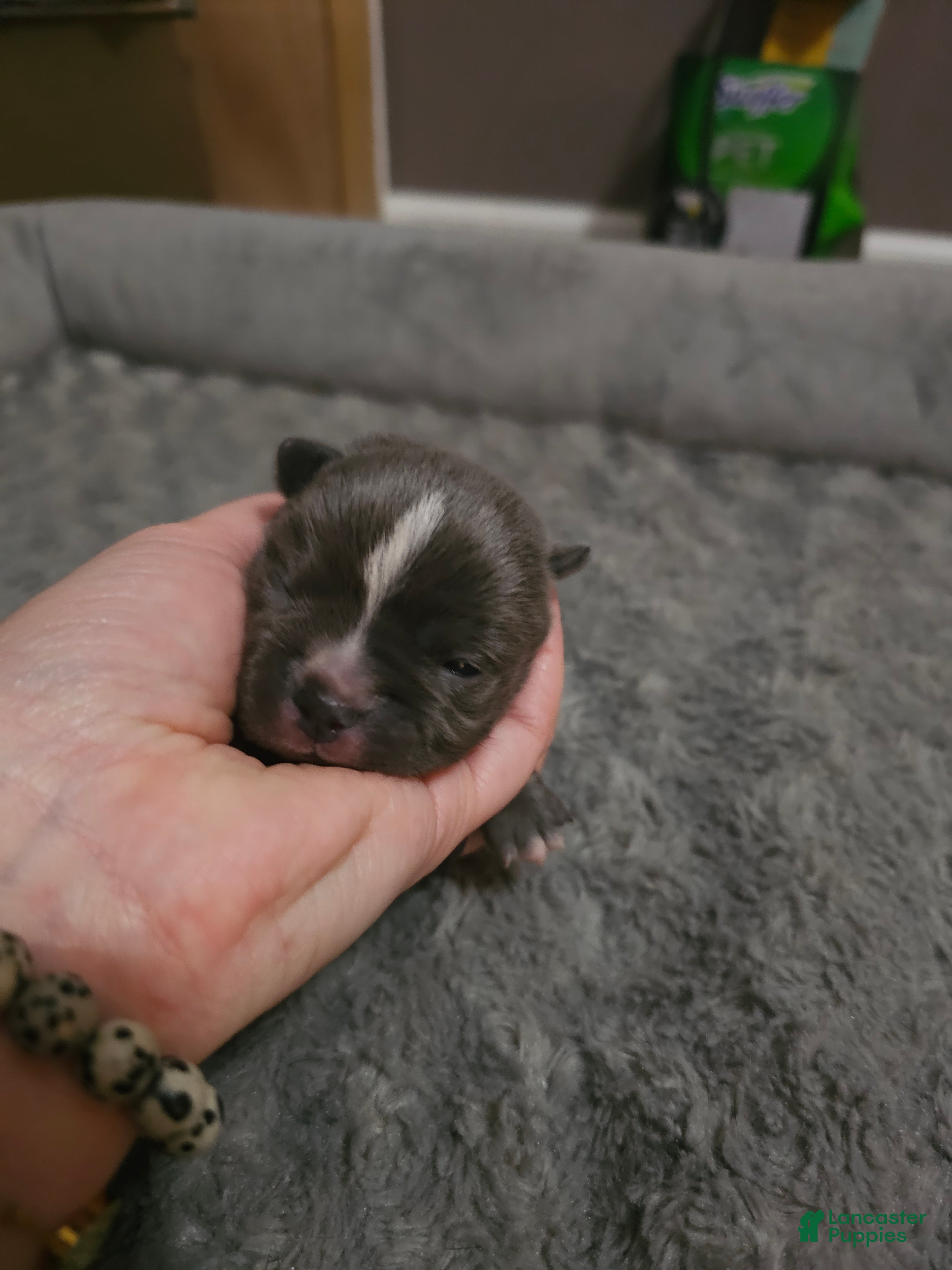 Mixed Breed dogs Mixed Breed Puppy 2 - Ad 7