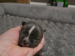 Mixed Breed dogs Mixed Breed Puppy 2 - Ad 7