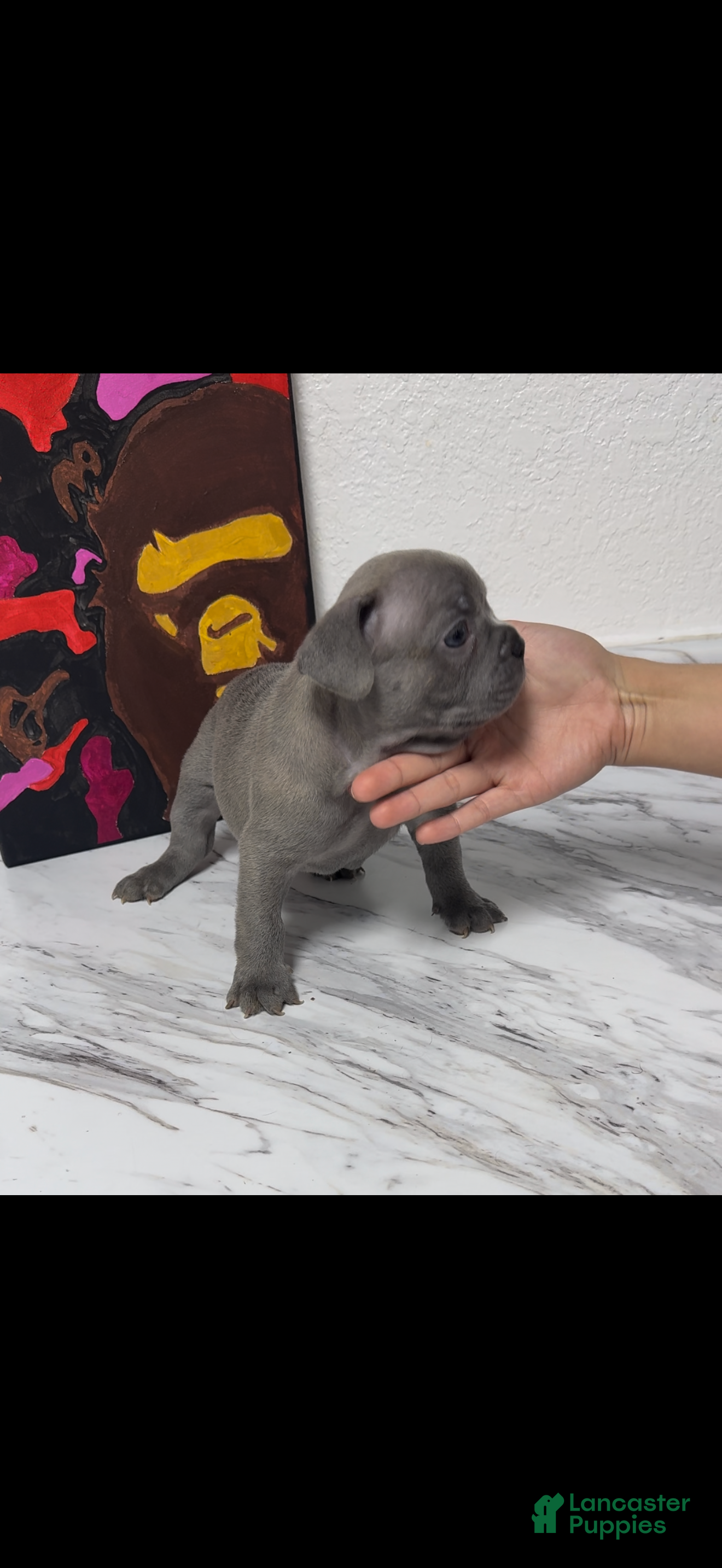 French Bulldog dogs Male frenchie - Ad 24