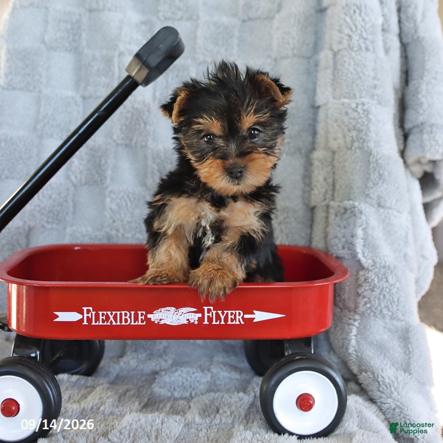 Yorkshire Terrier dogs Fluffy - Ad 1