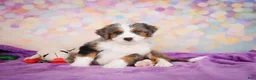 Mini Bernedoodle dogs for sale: Sammy - Ad 8