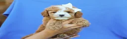 Cavapoo dogs for sale: Ira F1B Cavapoo Pup - Ad 1