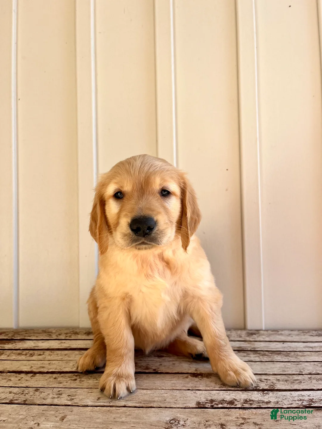 Golden Retriever dogs for sale: Orange Girl  - Ad 1