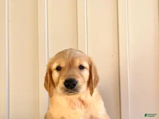 Golden Retriever dogs Orange Girl - Ad 6