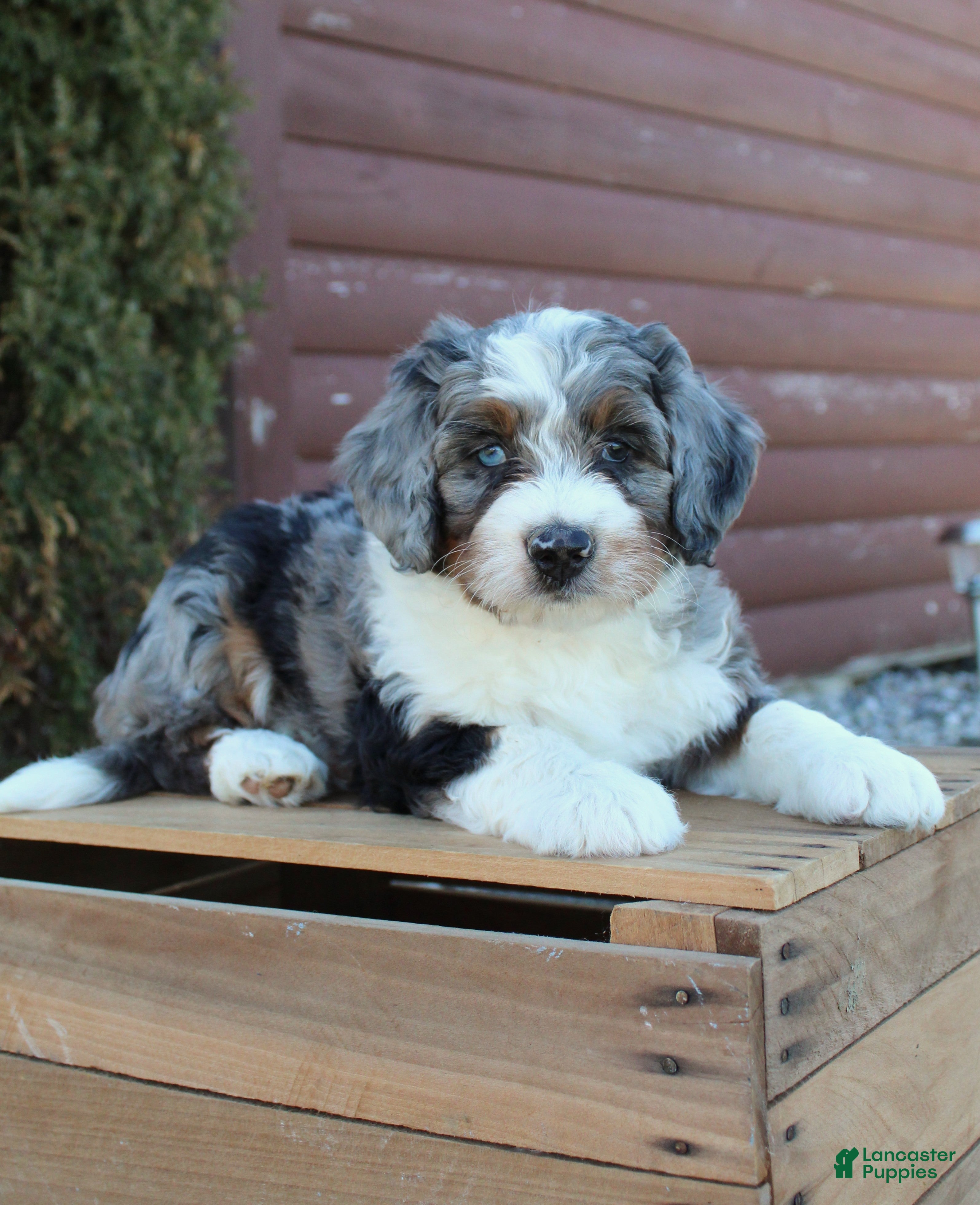 Bernedoodle dogs Lexi - Ad 1