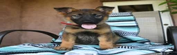 German Shepherd dogs for sale: Gertrude - Ad 1