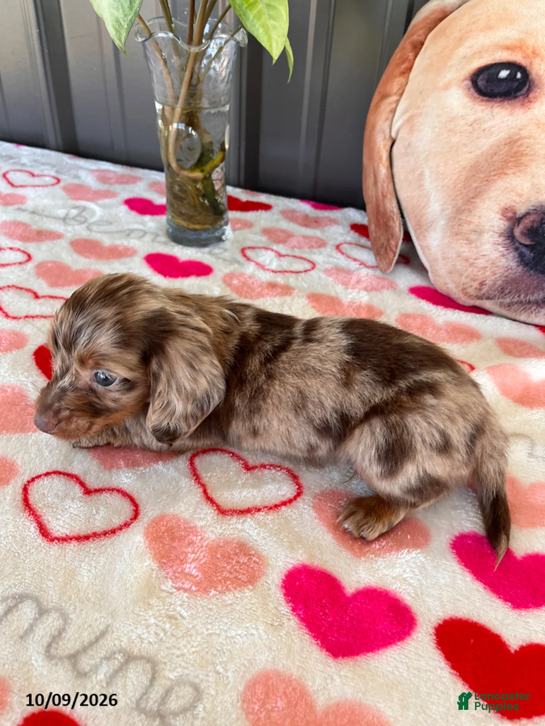 Miniature Dachshund dogs for sale: Trevor - Ad 2