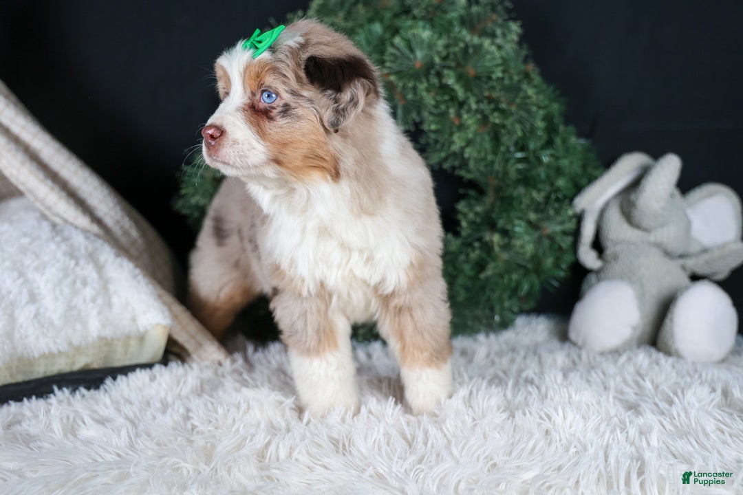 Miniature Australian Shepherd dogs for sale: SAMMY - Ad 11