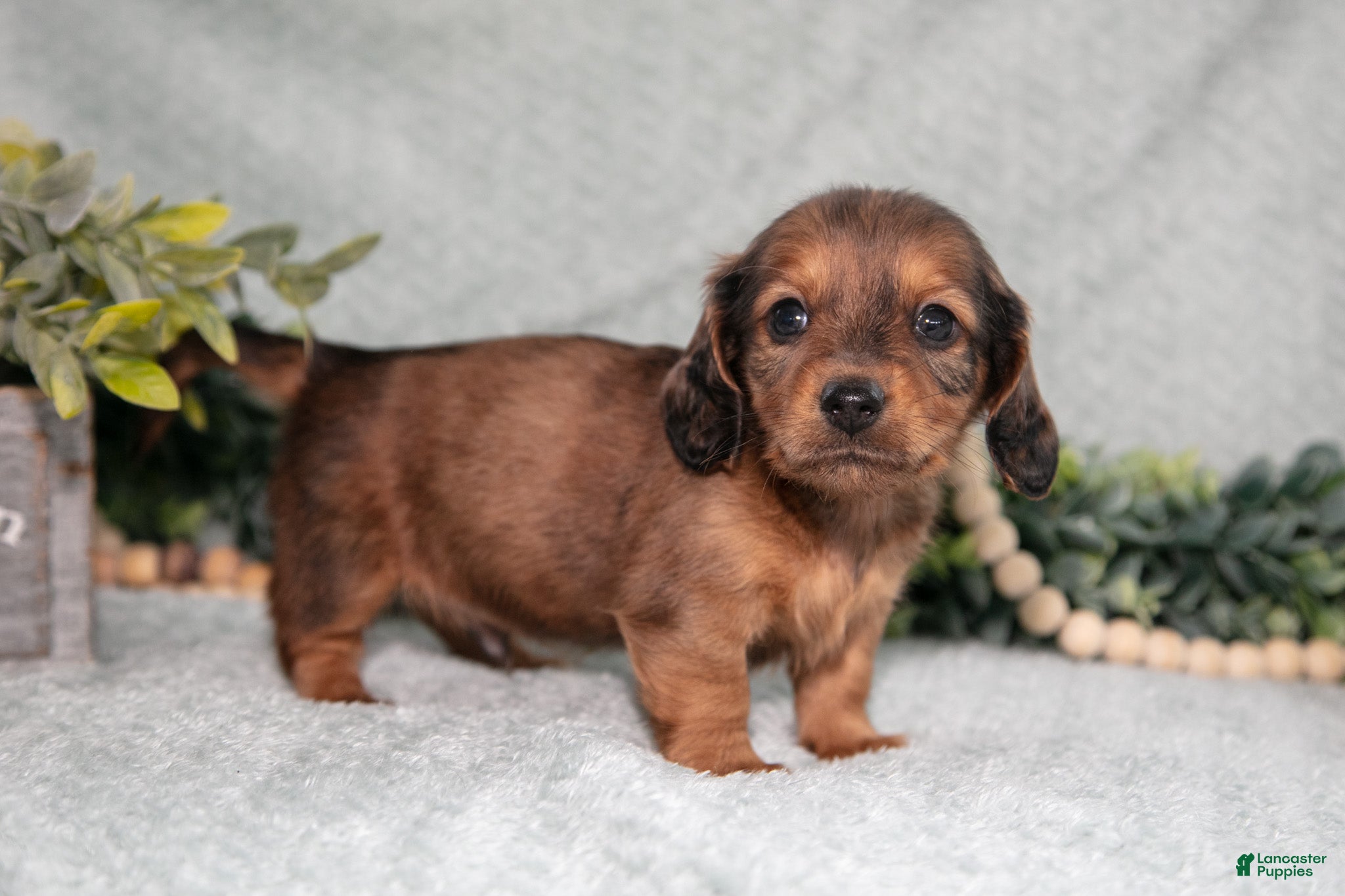 Miniature Dachshund dogs Kane - Ad 40