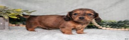 Miniature Dachshund dogs for sale: Kane - Ad 1