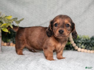 Miniature Dachshund dogs Kane - Ad 20