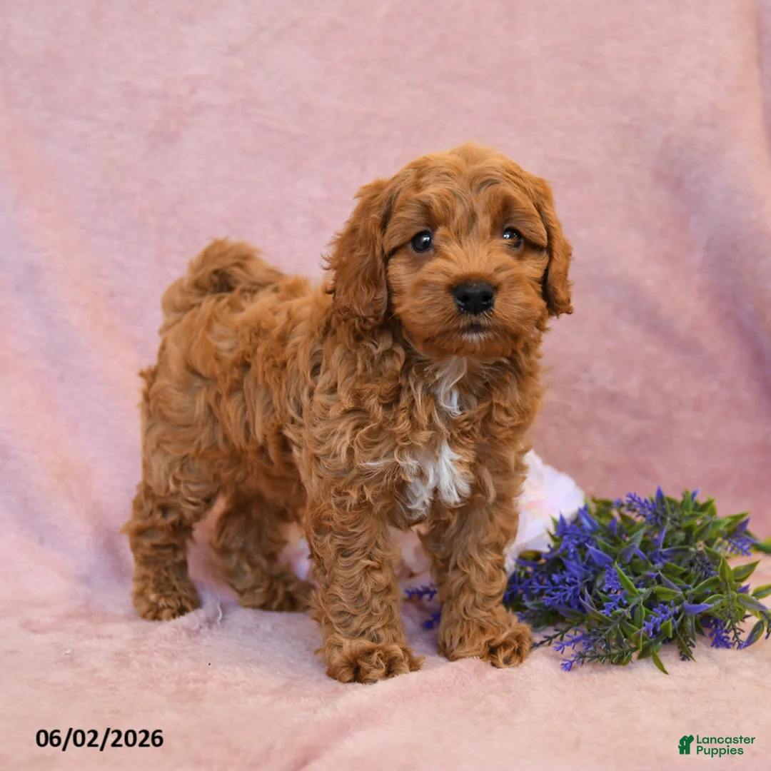 Cavapoo dogs for sale: Franklin - Ad 1