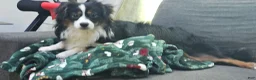 Miniature Australian Shepherd dogs for sale: Cake - Ad 5
