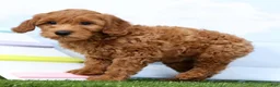 Mini Goldendoodle dogs for sale: Flower - Ad 4