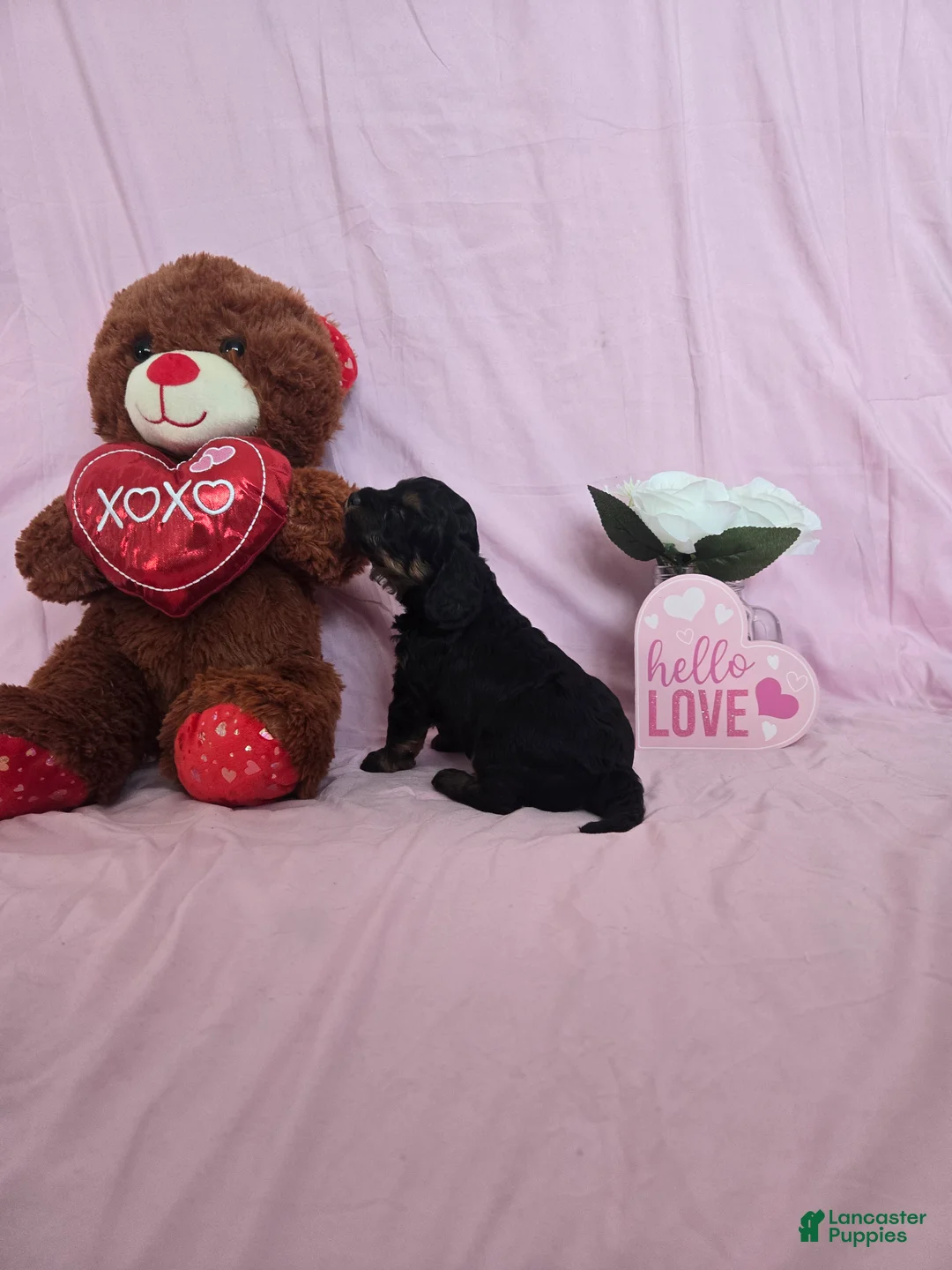 Cavapoo dogs for sale: Beanie - Ad 3