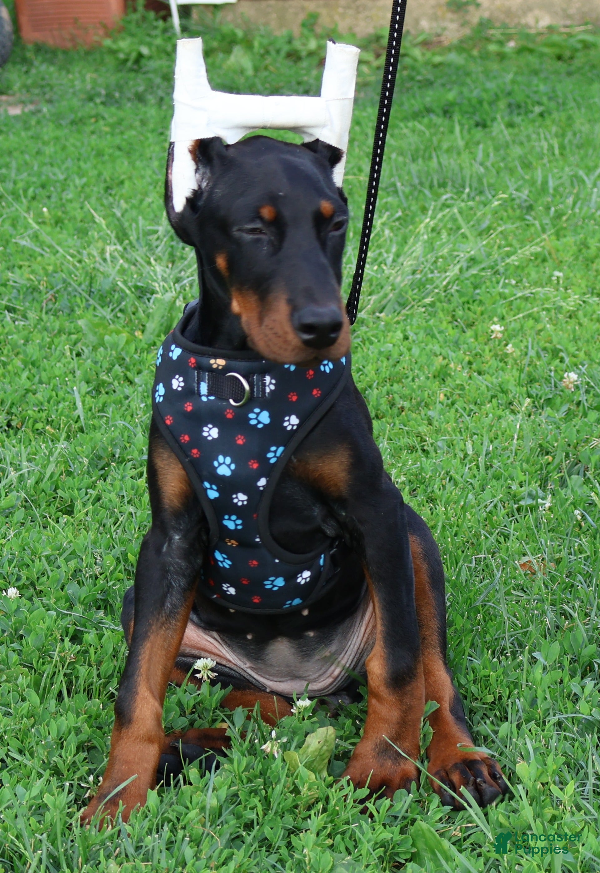 Doberman Pinscher dogs Doberman Pinscher 4 - Ad 1