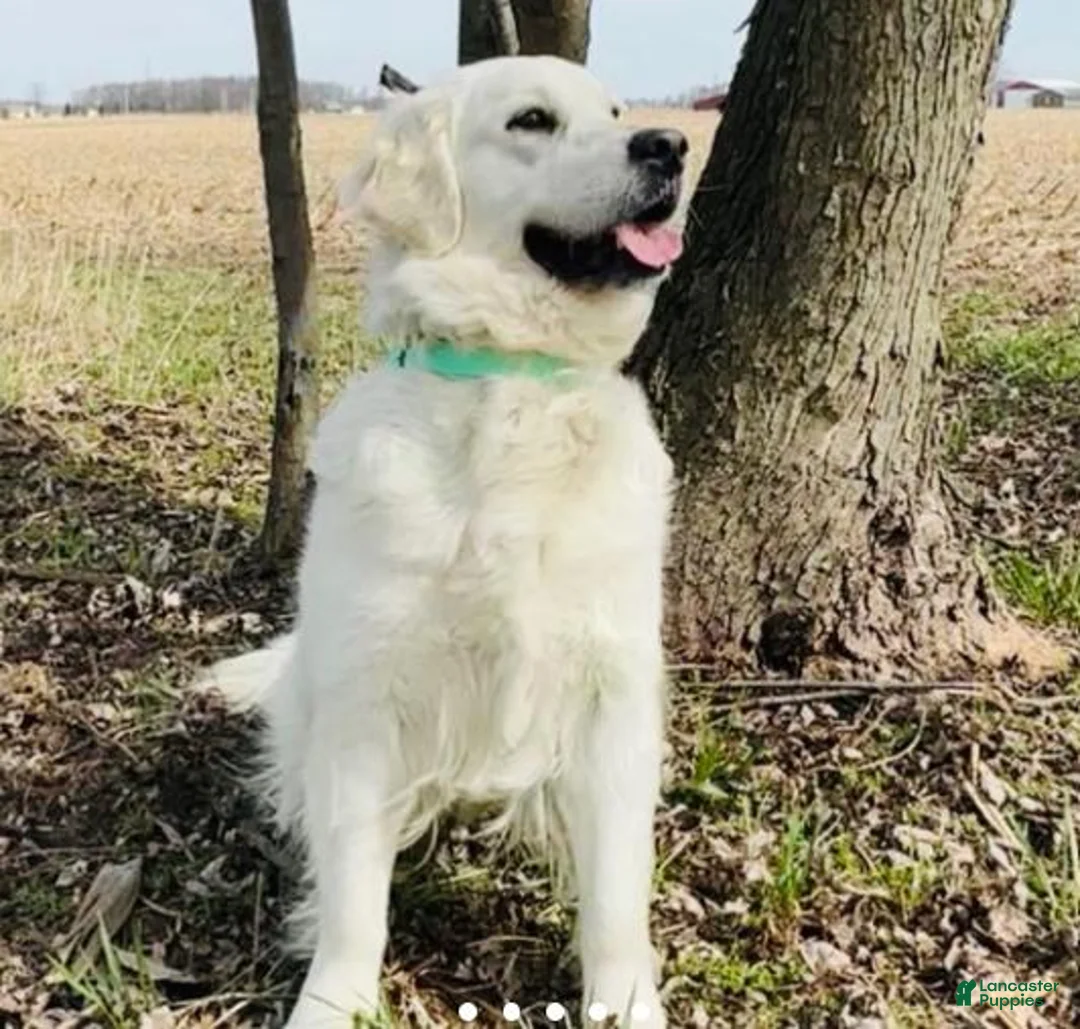 Golden Retriever dogs for sale: Green Boy - Ad 2