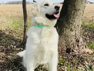 Golden Retriever dogs Orange Boy - Ad 2