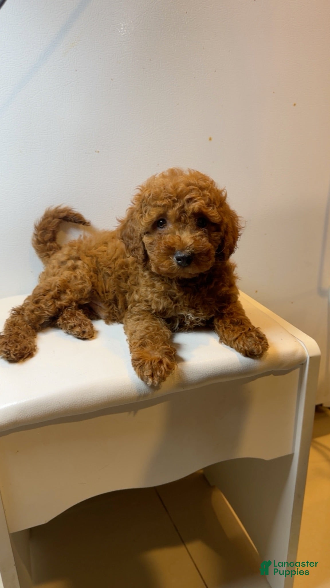 Miniature Poodle dogs Miniature Poodle 1 - Ad 7
