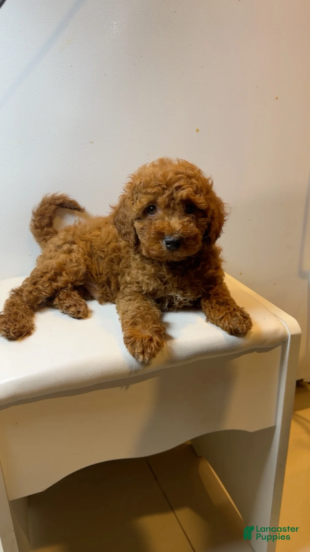 Miniature Poodle dogs for sale: Miniature Poodle 1 - Ad 1