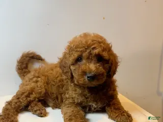 Miniature Poodle dogs Miniature Poodle 1 - Ad 7