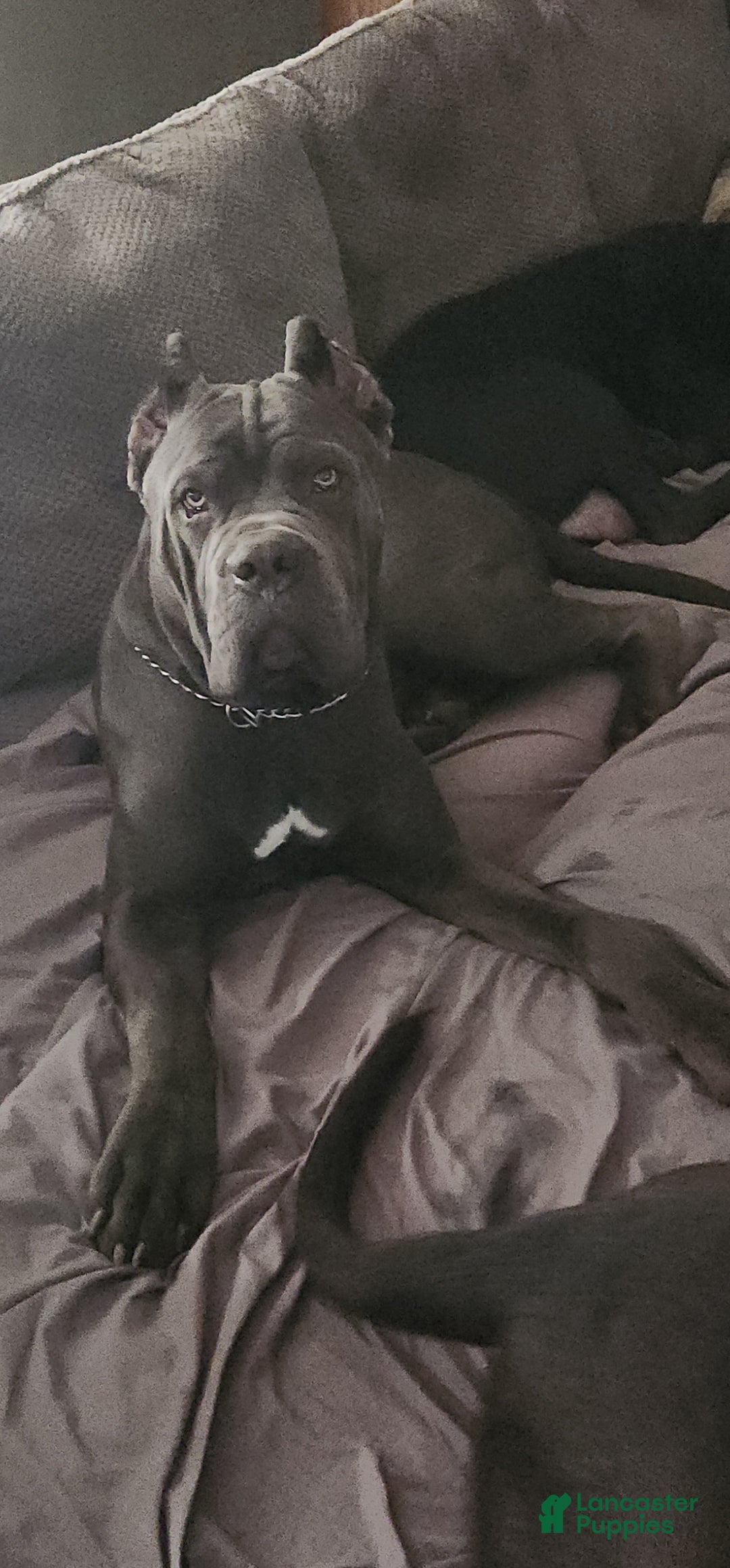 Cane Corso dogs for sale: Cane Corso Puppy 8 Frenchi - Ad 3