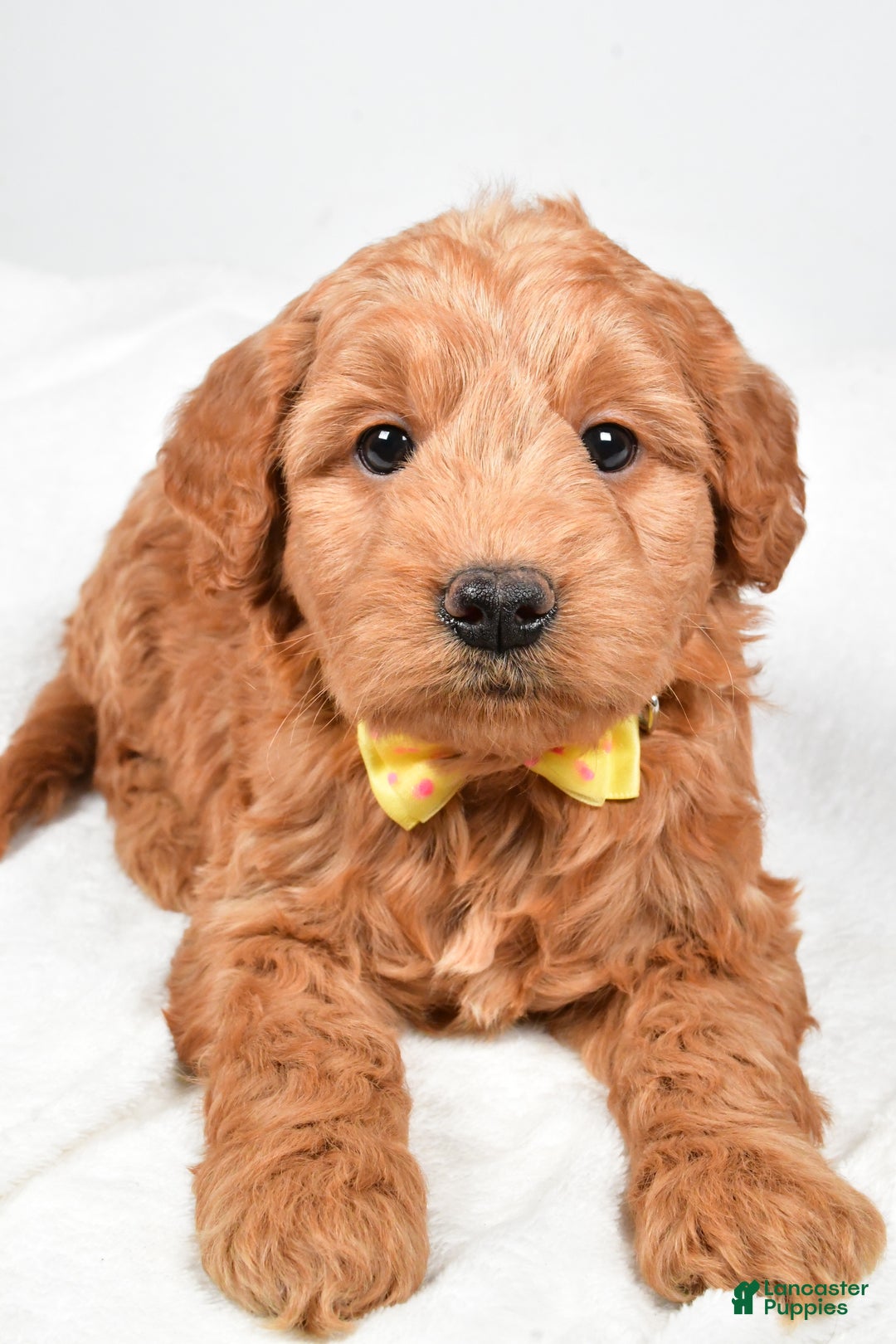 Mini Goldendoodle dogs for sale: Bruce - Ad 1