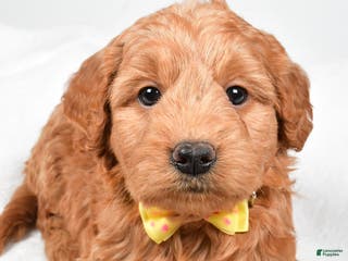 Mini Goldendoodle dogs Bruce - Ad 27