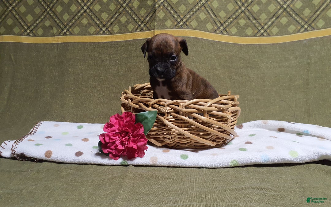 Boxer dogs for sale: Princess  - Ad 6