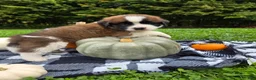 Saint Bernard dogs for sale: Avalanche - Ad 4