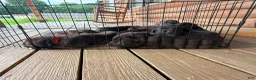 Mixed Breed dogs for sale: Thor - Ad 3