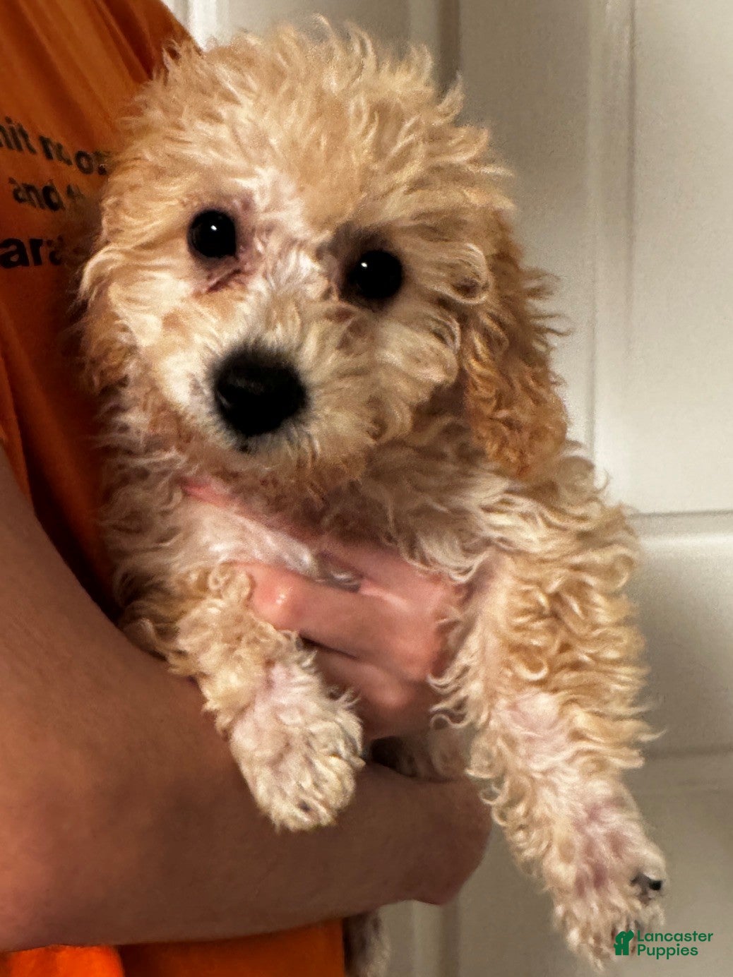 Miniature Labradoodle dogs Gigi - Ad 2
