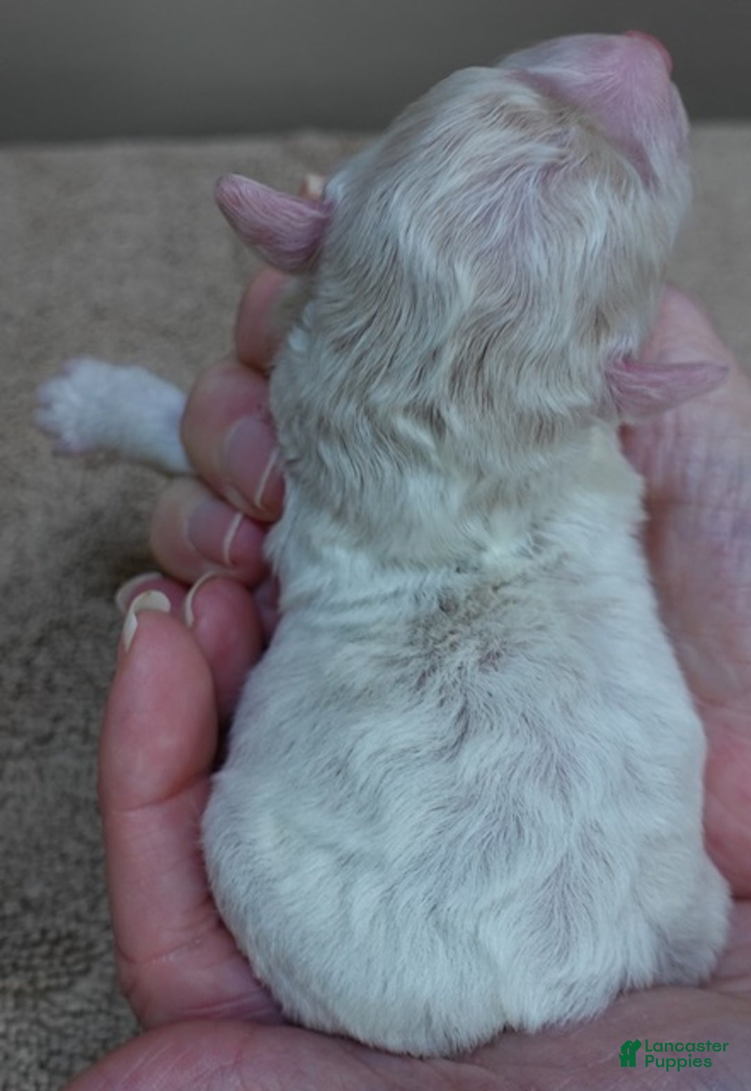 Toy Poodle dogs for sale: Rook!!!!!!!!!!!! - Ad 7