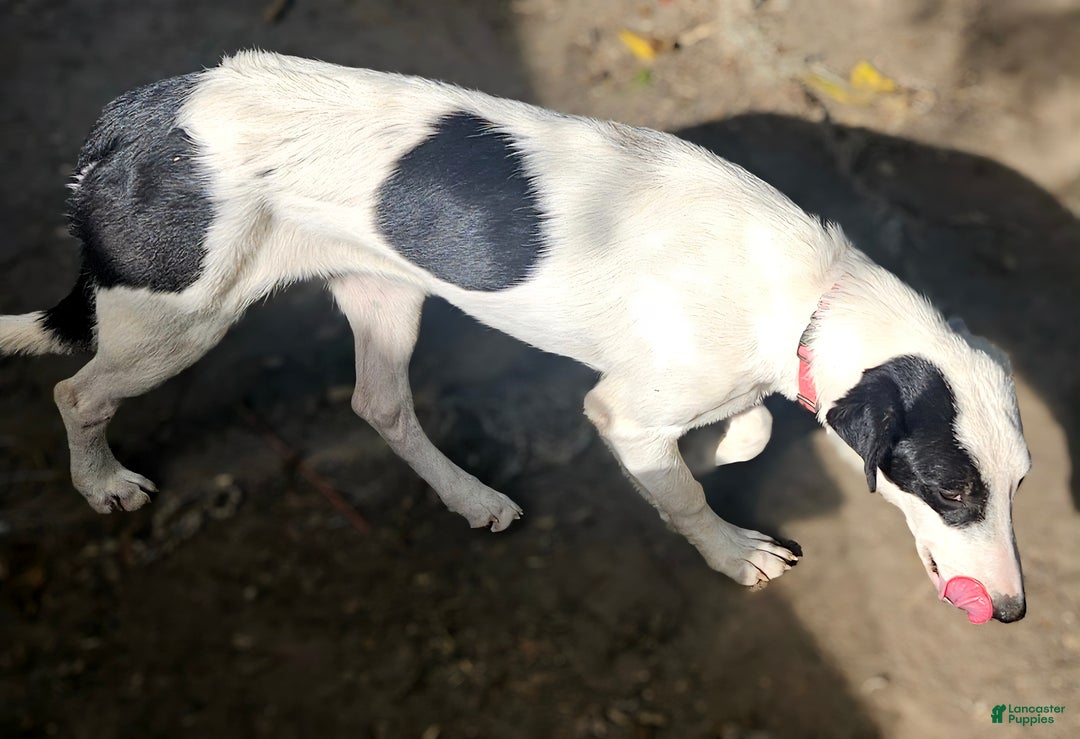 Border Collie dogs for sale: Dreami (Runt) - Ad 17