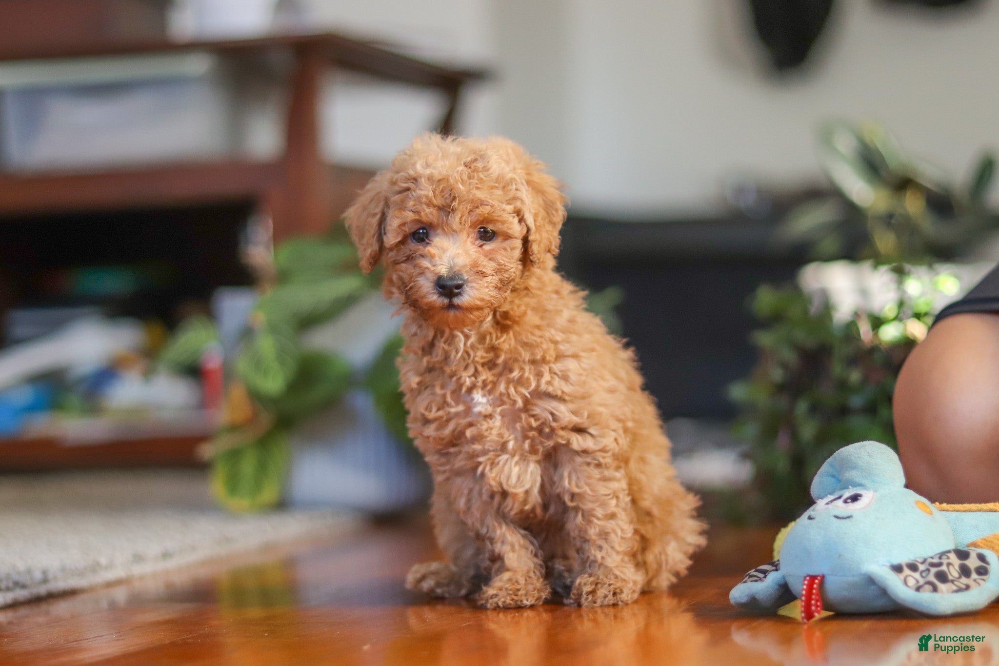 Miniature Poodle dogs Brianna - Ad 2