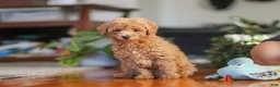 Miniature Poodle dogs for sale: Brianna - Ad 2
