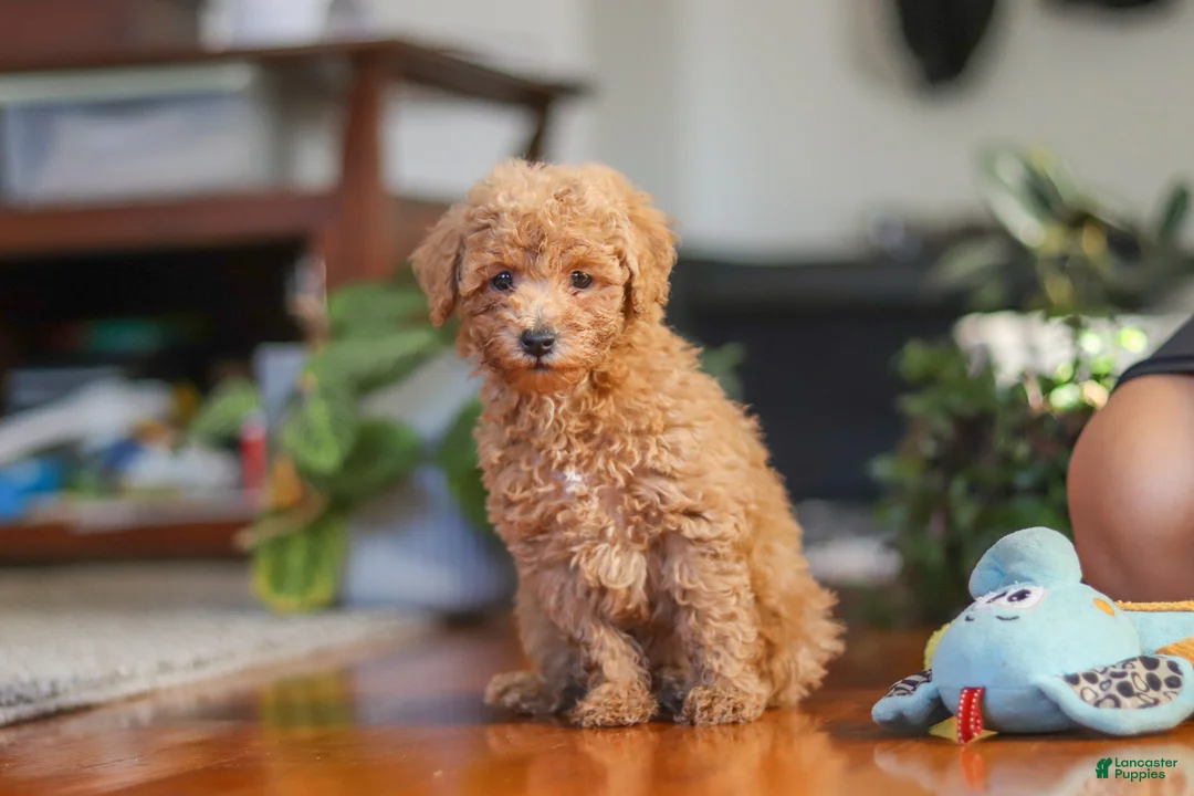 Miniature Poodle dogs for sale: Brianna - Ad 2