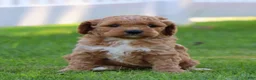 Miniature Labradoodle dogs for sale: Buddy  - Ad 3