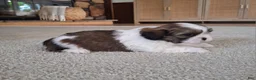 Shih Tzu dogs for sale: Archie - Ad 5