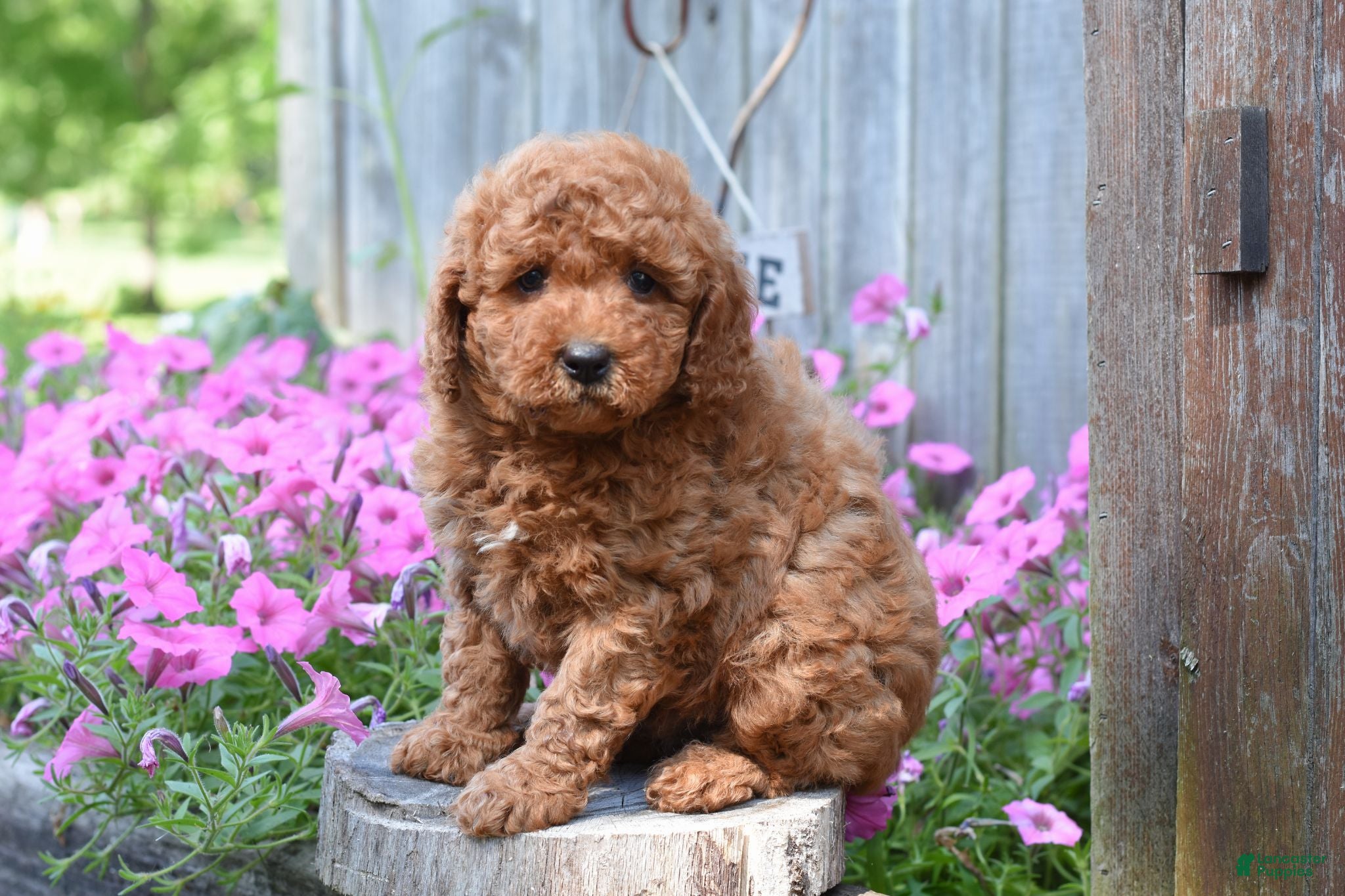 Cockapoo dogs Rover - Ad 2