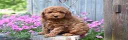 Cockapoo dogs for sale: Rover - Ad 2