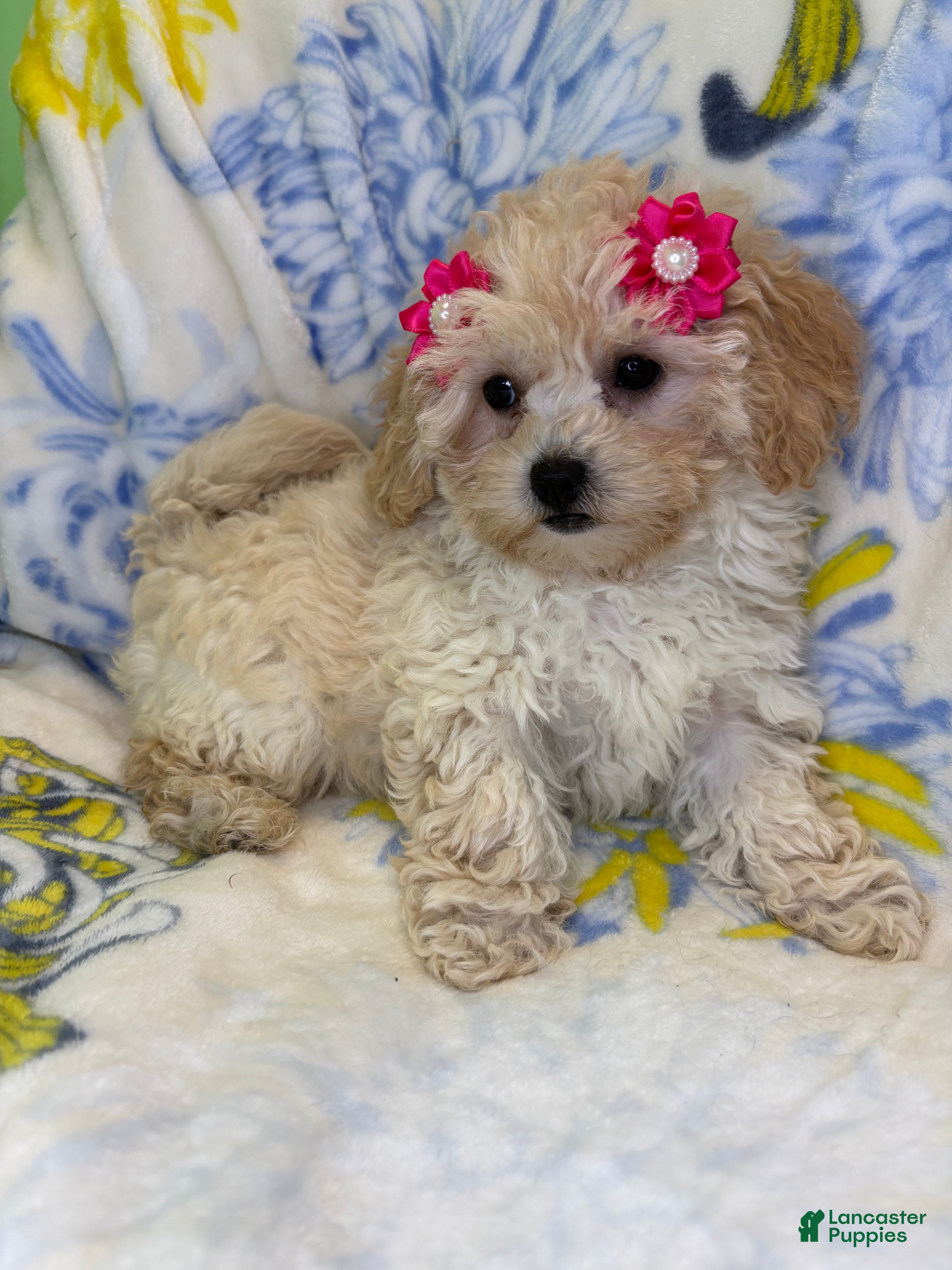 Mixed Breed dogs Mixed Breed 4 - Ad 21