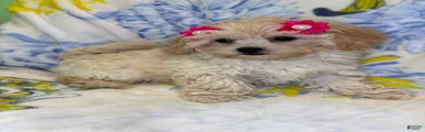 Mixed Breed 4