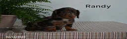 Miniature Dachshund dogs for sale: Randy - Ad 1