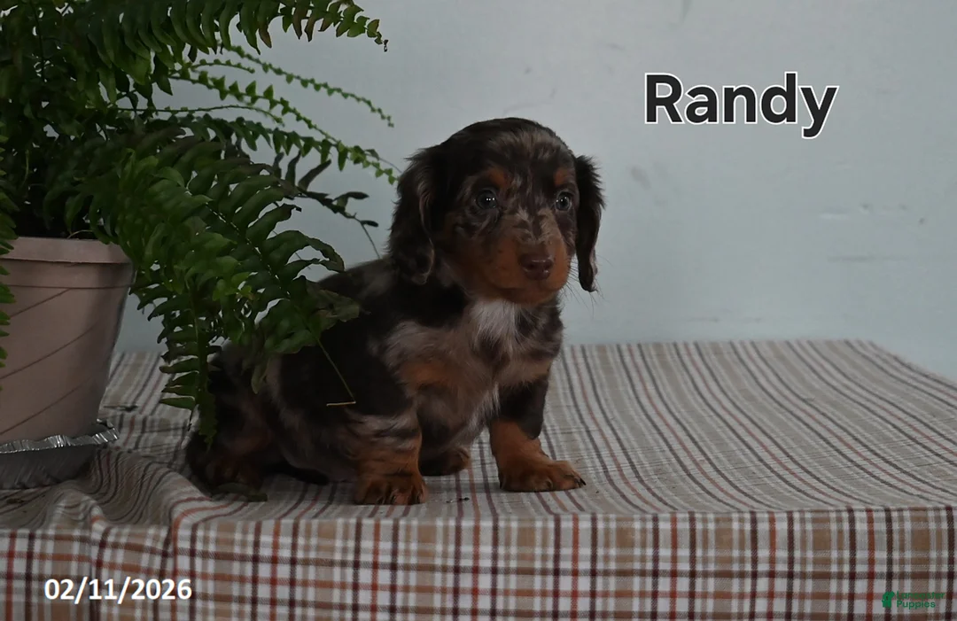 Miniature Dachshund dogs for sale: Randy - Ad 1