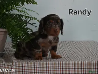 Miniature Dachshund dogs Randy - Ad 23