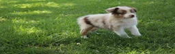 Australian Shepherd dogs for sale: Skyla - Ad 3