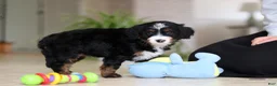 Mini Bernedoodle dogs for sale: Tulsi - Ad 5