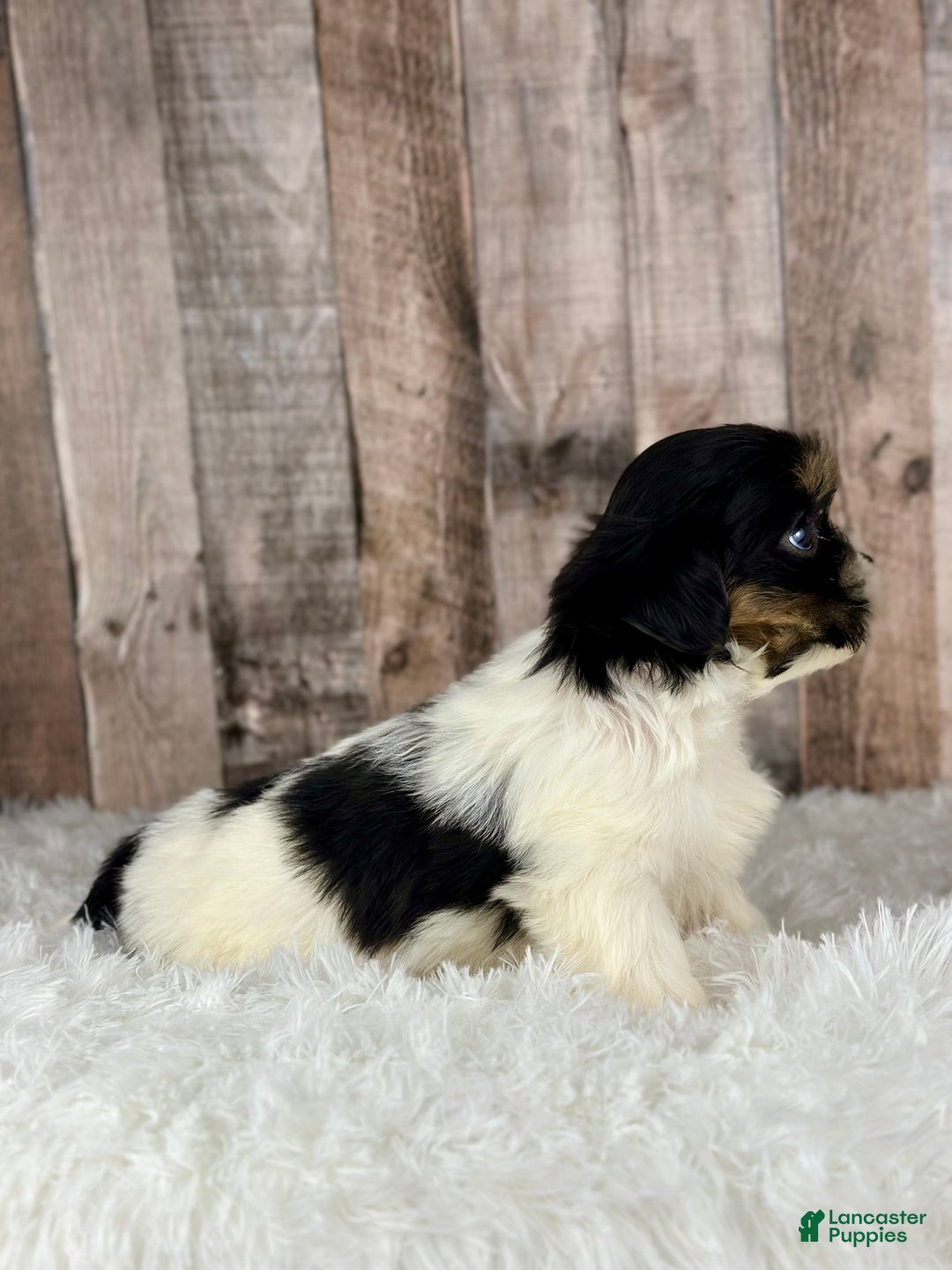 Shih Tzu dogs for sale: Girl Kylie - 8936 - Ad 3